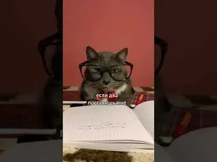 Школа котиков видео
