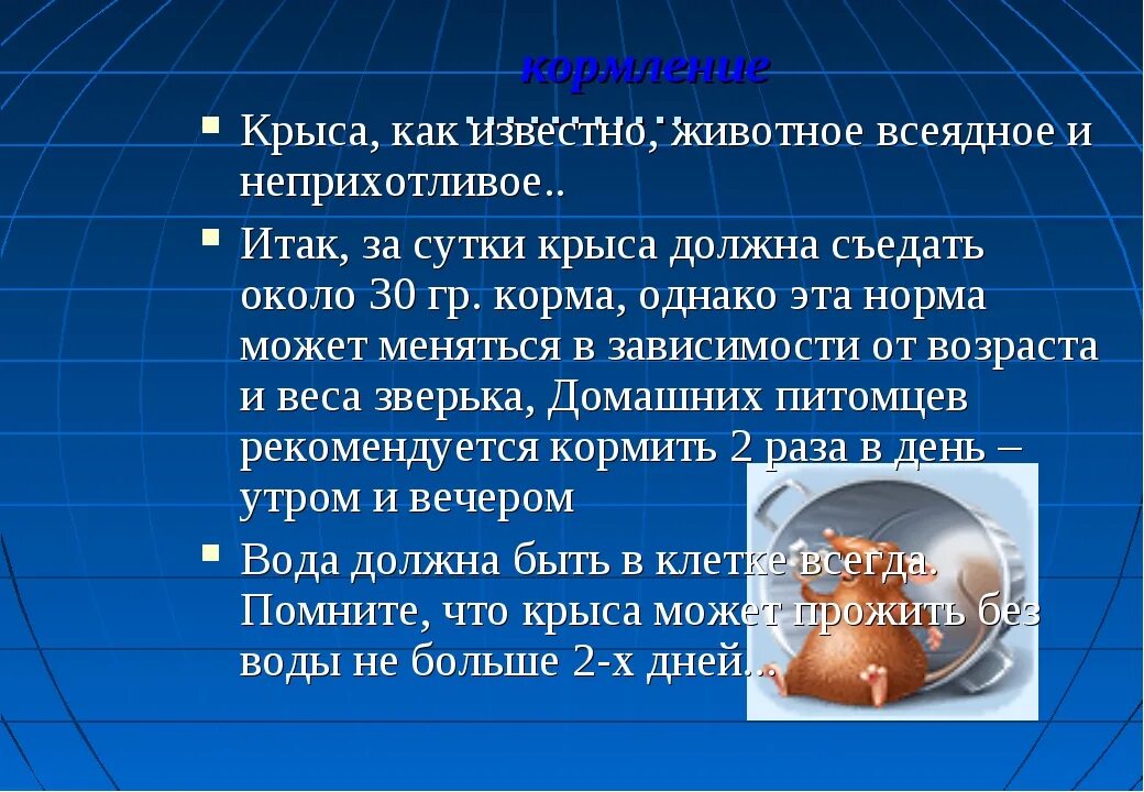 Продолжительность жизни мыши. Сколько крыса может прожить без воды. Сколько крысы могут прожить без воды. Сколько может жить крыса без воды. Сколько крысы могут прожить без воды домашние.