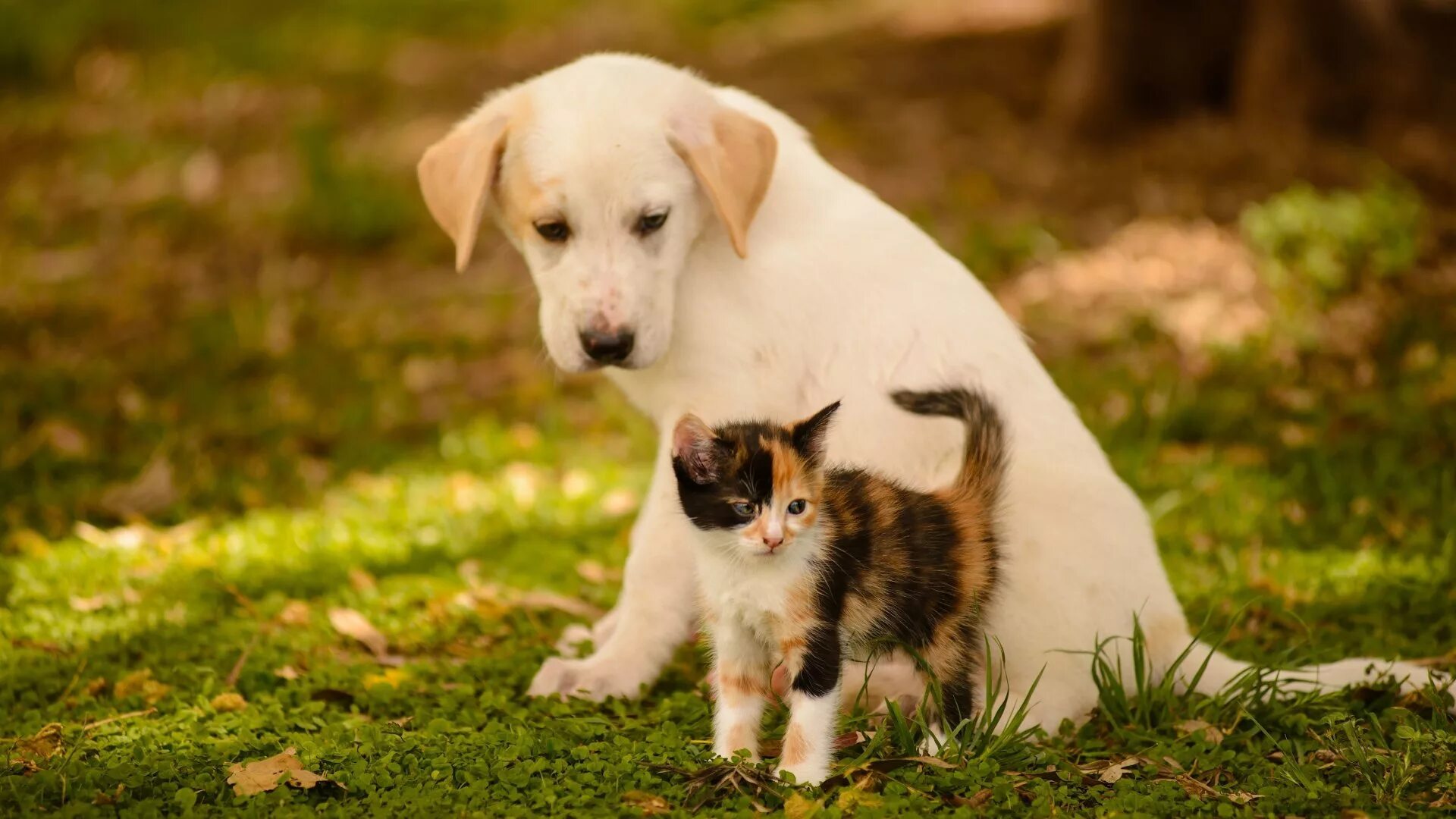 Dog and cat playing. Собачки и кошечки. Красивые собаки и кошки. Кошечка. Красивые щенки.