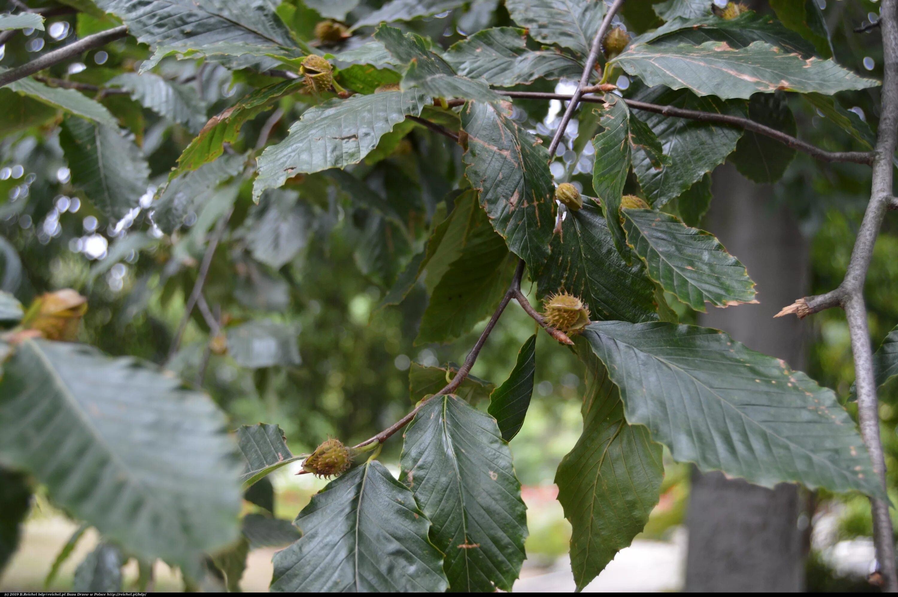 Дерево бук фото и описание. Fagus grandifolia. Бук крупнолистный (Fagus grandifolia). Плоды бука. Листья бука фото.