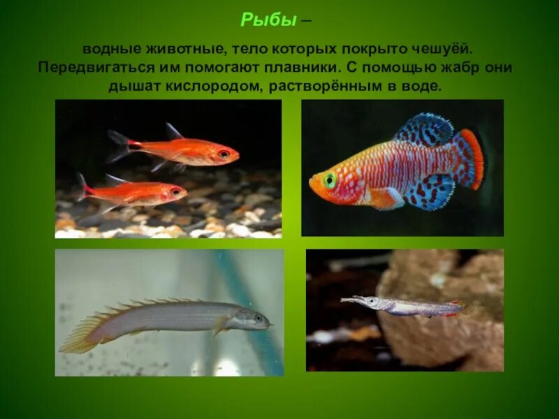Разнообразие животных 3 класс доклад окружающий мир