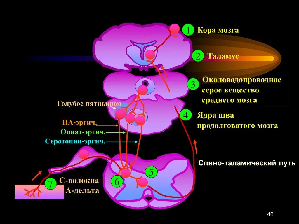 Болевой центр в мозге. Центральное серое околоводопроводное вещество среднего мозга. Ядра шва среднего мозга. Голубое пятно среднего мозга. Центры таламуса.