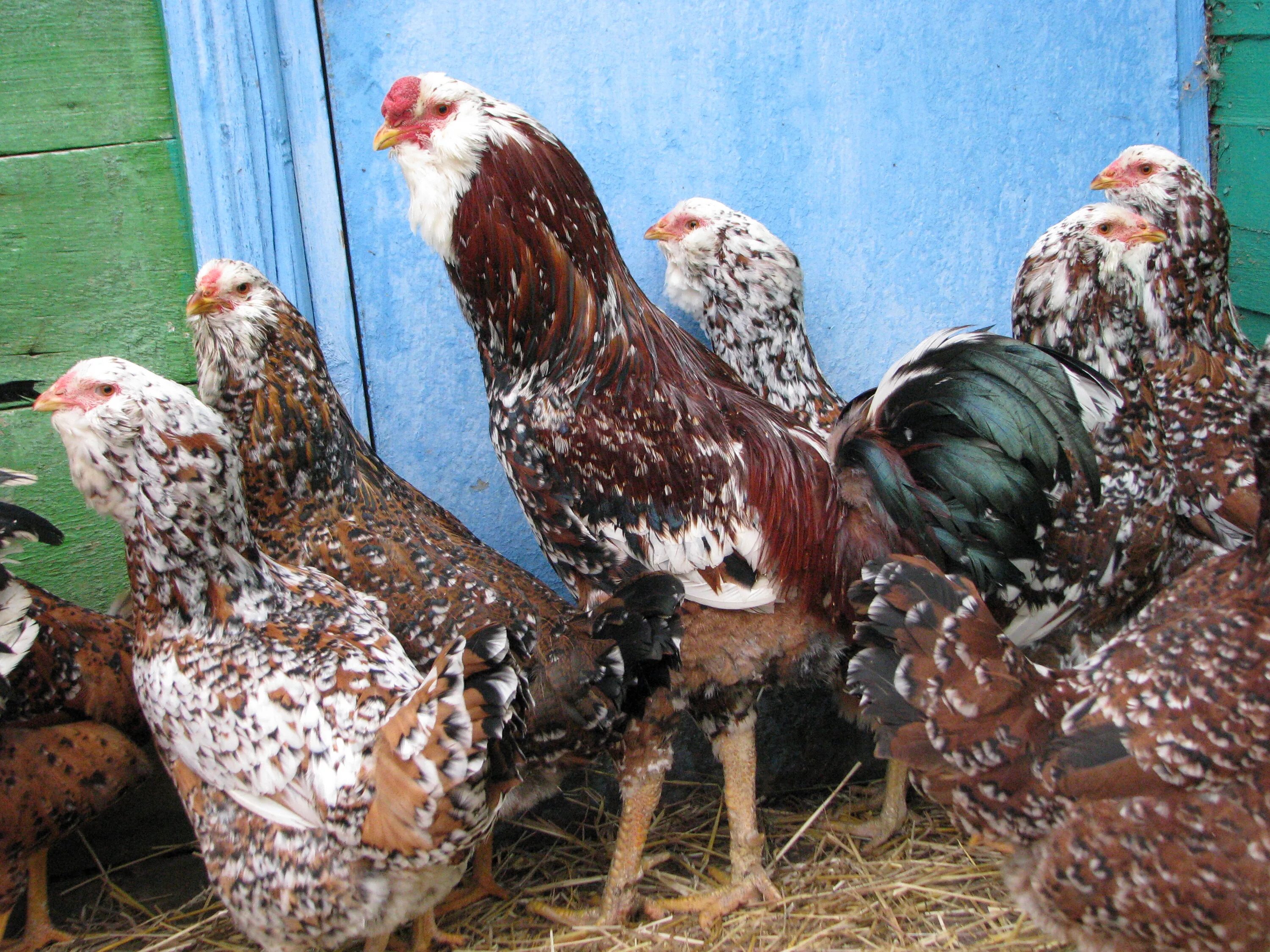 конёвка орловский район орловская область. деревня жизло павлово орловская область троснянский район. озерная дом 8. частный дом орел. дома в орловской области.