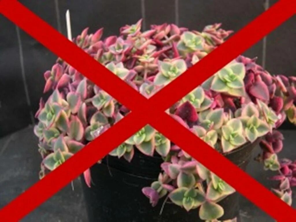 Цветы запрещенные к выращиванию 2024. Цветы нельзя. Цветы которые нельзя держать. Запрещенные растения. Какие цветы нельзя держать в доме фото.