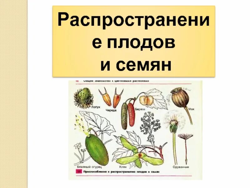 Распространение плодов и семян 6 класс биология. Распространение семян 6 класс биология. Схема распространение плодов и семян биология 6 класс. Распространение плодов 6 класс биология. Распространение семян неживой природы