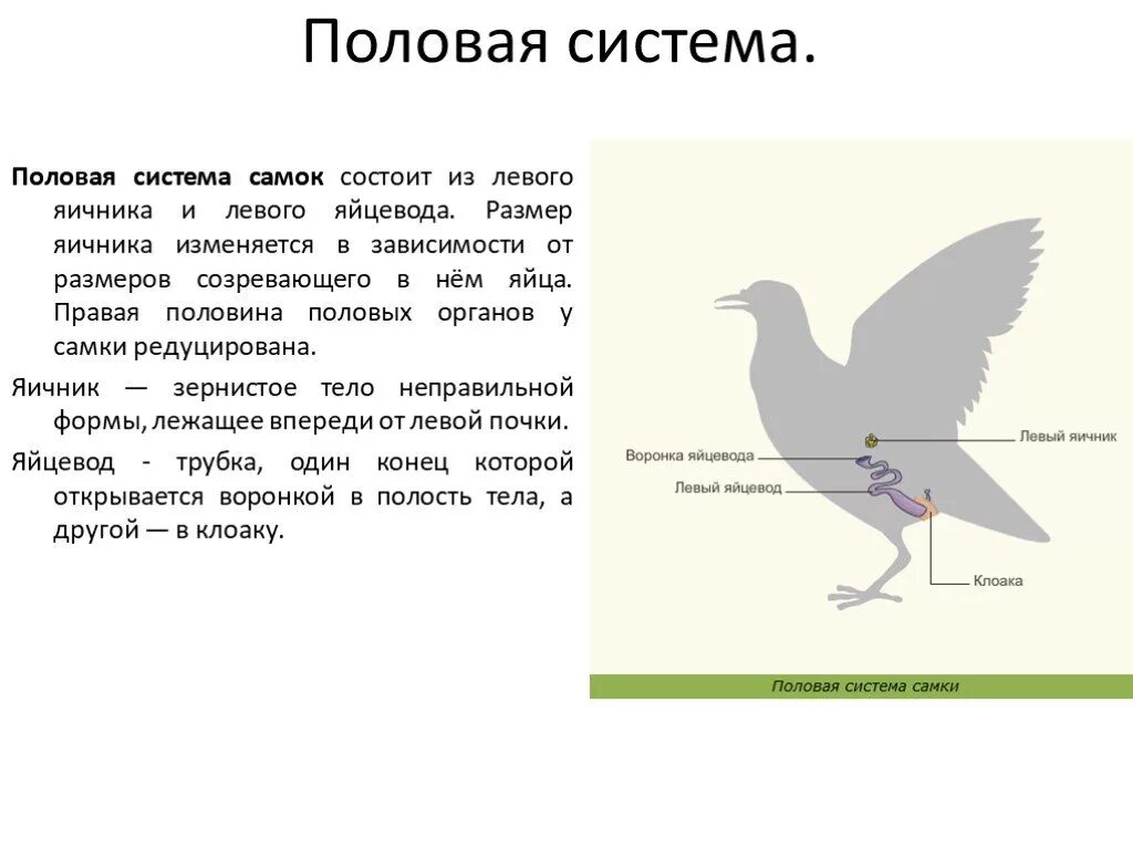 Половая система птиц. Класс птицы размножение и развитие. Половая система птиц органы. Половое размножение птиц. Размножение птиц 7 класс биология