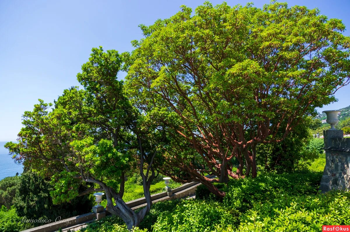 Juniperus excelsa - Image of an specimen - Plantarium