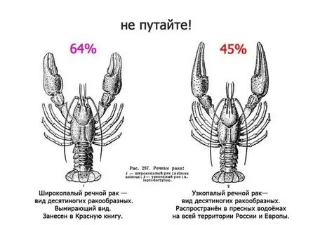 Египетские раки