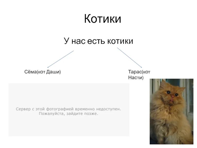 Действие кота если сема вопит котоняня. Кот Сема. Для Дашеньки котик.