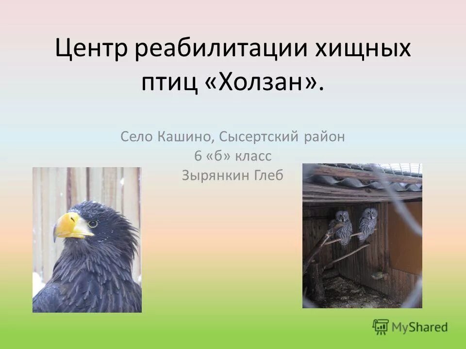 центра реабилитации хищных птиц