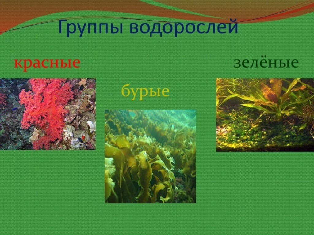 Подготовить сообщение водоросли. Водоросли. Группы водорослей. Водоросли презентация. Водоросли зеленые бурые красные.