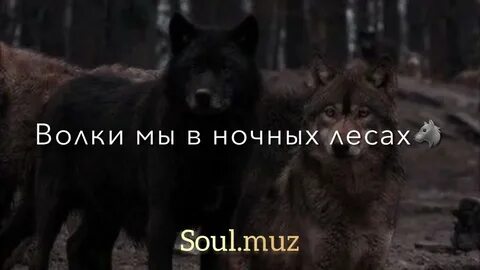 Песни волки в лесах