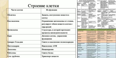 строение животной клетки таблица 8 класс