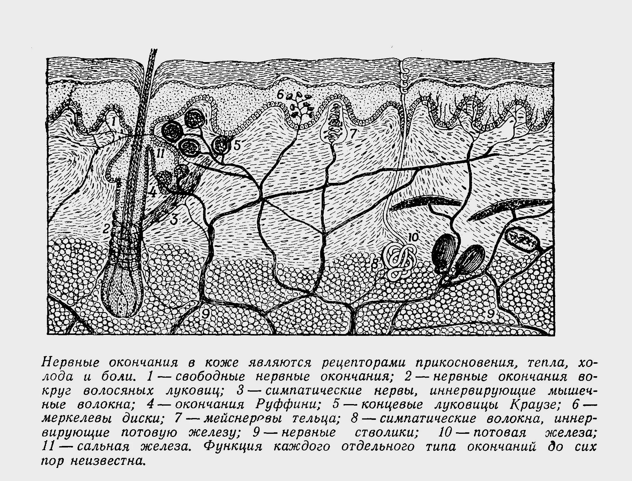 Кожно нервные. Свободные нервные окончания кожи. Свободные нервные окончания расположены в коже. Строение кожи нервные окончания. Нервное окончание в каже.