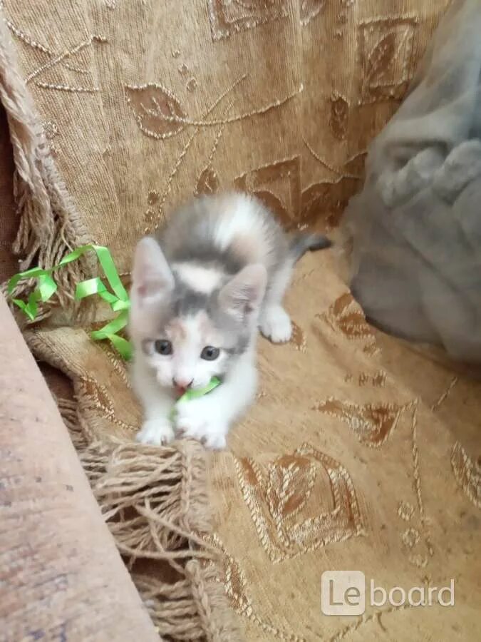 Котята в добрые руки таганрог. Авито таганрог кошки. Персидская кошка колор пойнт. Авито таганрог кошки. Авито таганрог кошки.