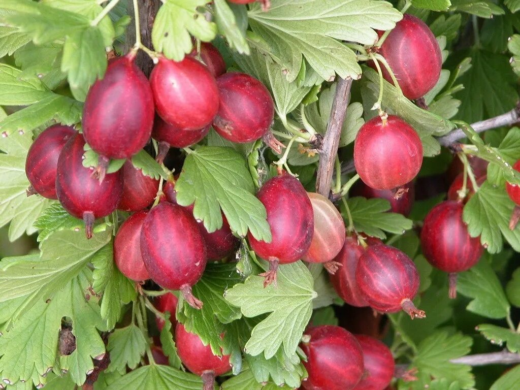 Hinnomaki Red Gooseberry Cultivar developed by the Finnish. Flickr
