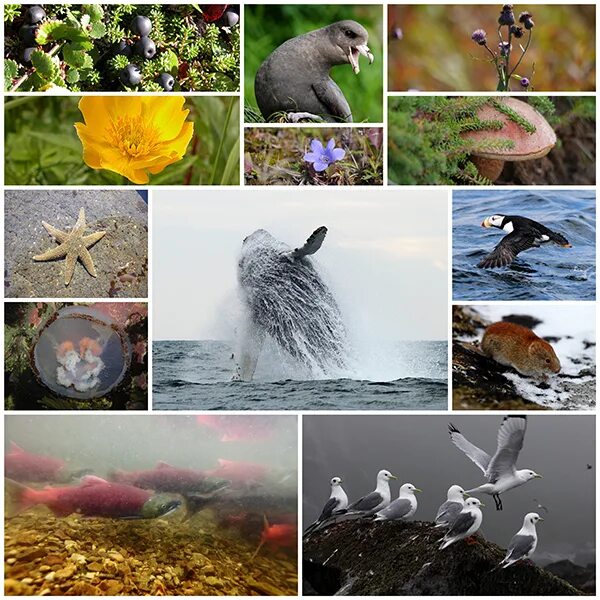 Количество видового разнообразия. Многообразие Флоры и фауны. Уменьшение Флоры и фауны. Биоразнообразие в живой природе.