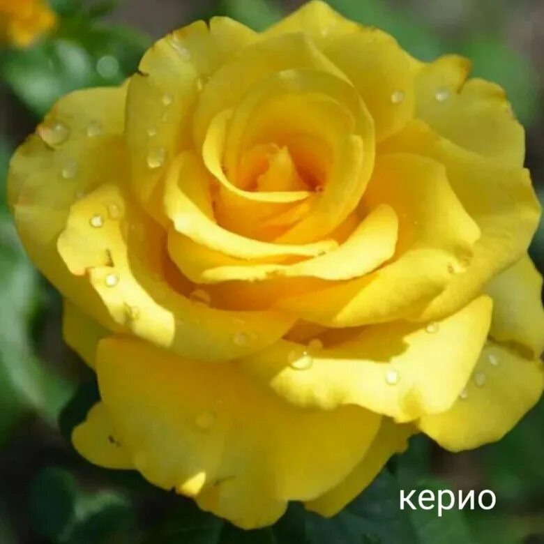 Саженец розы Керио, 4 шт - купить с доставкой по выгодным ценам в интернет-магаз