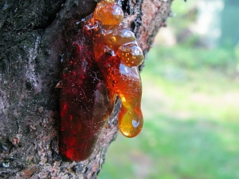 Смола на стволе сосны. Смола растений. Янтарь окаменевшая древесная смола). Босвеллия смола. Смола растений.