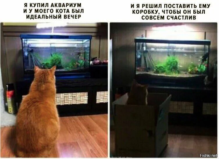 Кот и аквариум. Коты в аквариуме. Аквариум для котиков. Аквариум с отделением для кота. Включи видео я купил