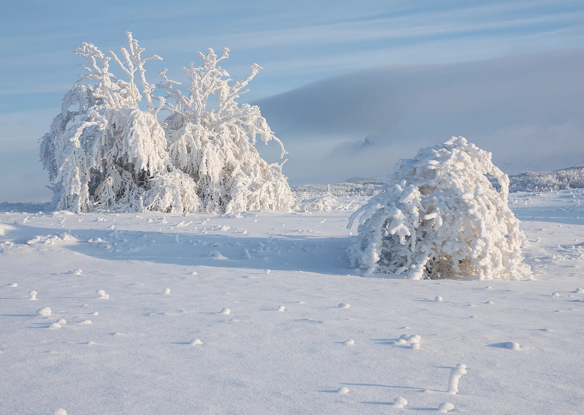 Рядом белая зима. Белая зима. Зима белым бело. Белое дерево. Иней на деревьях.