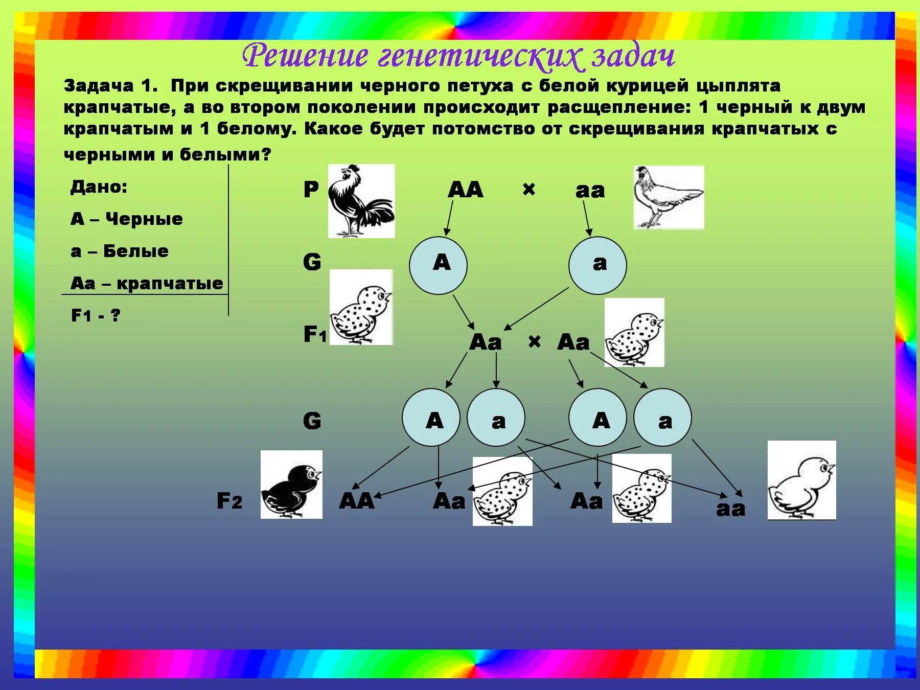 Генотип чистопородного. Решение генетических задач. Задачи по генетике. Решение задач по генетике. Генетические задачи биология.