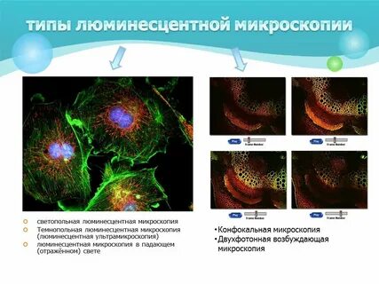 Люминесцентная микроскопия