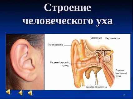 Строение и работа уха
