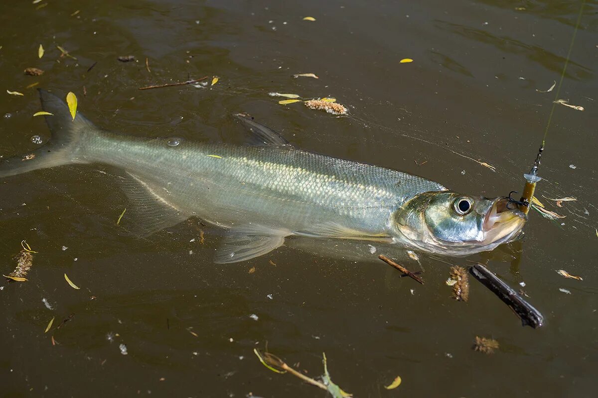 Малёк верхогляда. Обыкновенный верхогляд. Верхогляд ханкайский. Верхогляд рыба. Верхогляд рыба.