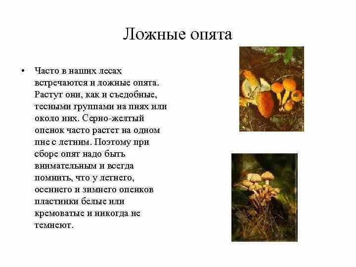 Королевские опята: фото и описание гриба, ложные и съедобные двойники