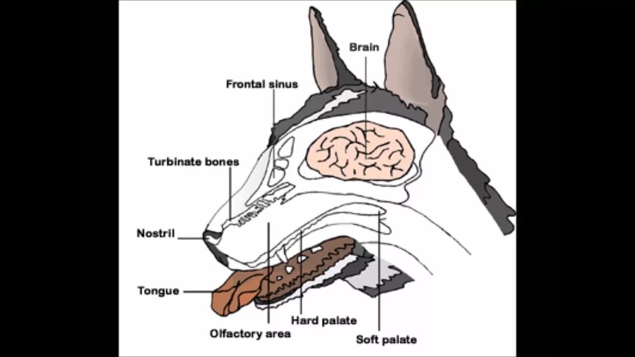 Носовые пазухи у собак анатомия. Строение органа обоняния собаки. Носовая полость собаки анатомия. Строение носовой полости собаки.