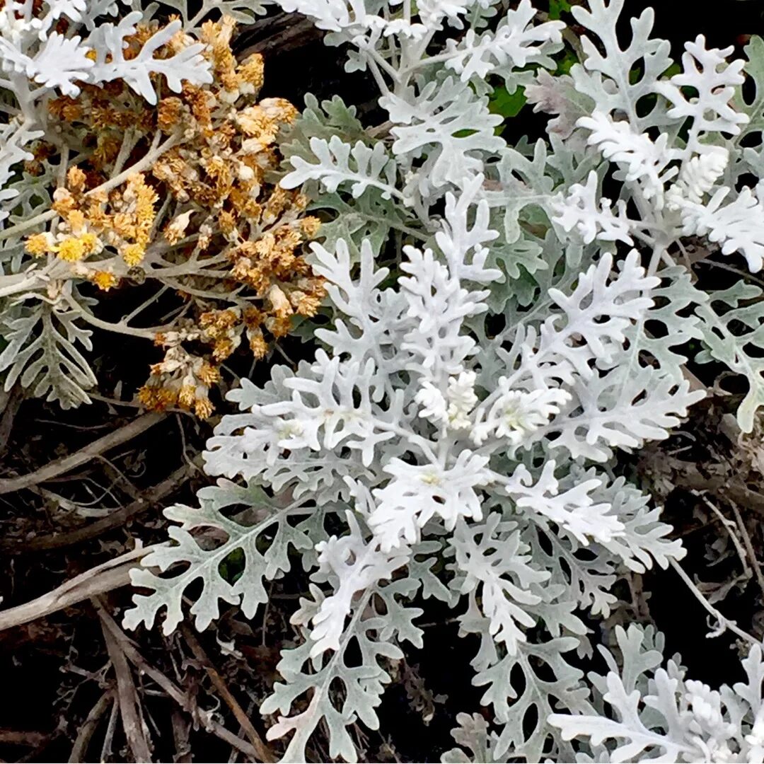 Какую температуру выдерживает цинерария. Цинерария приморская (senecio cineraria). цинерария крестовник. цинерария андромеда. цинерария дасти миллер.