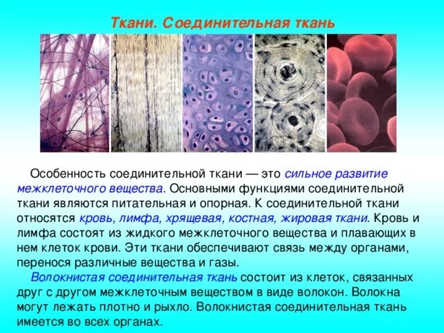 Соединительная ткань бывает. Соединительная ткань бывает