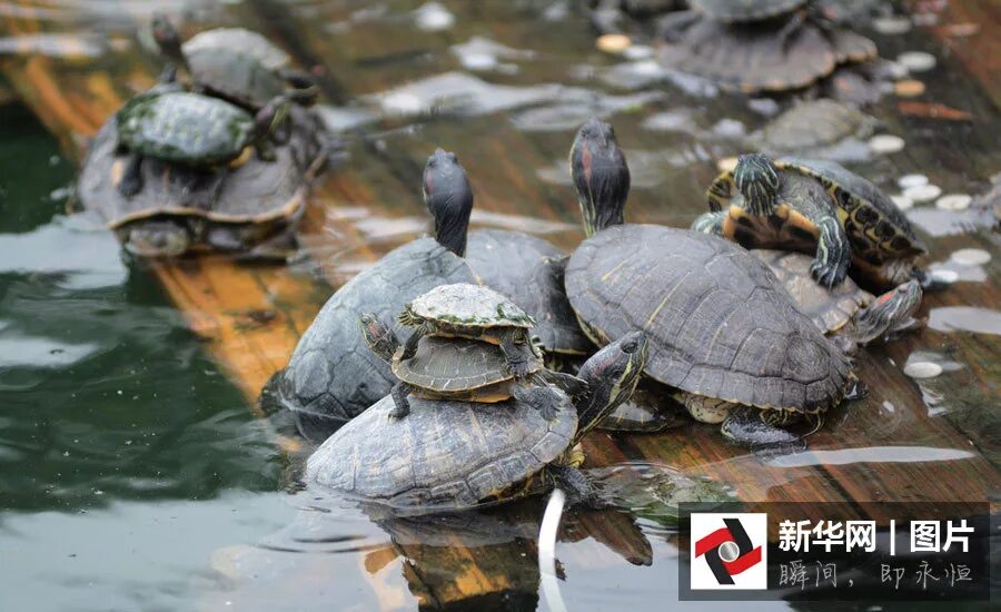 черепаха мезозой триас. царство черепах. океания. систематика сухопутной черепахи. красноухая черепаха таксономия.