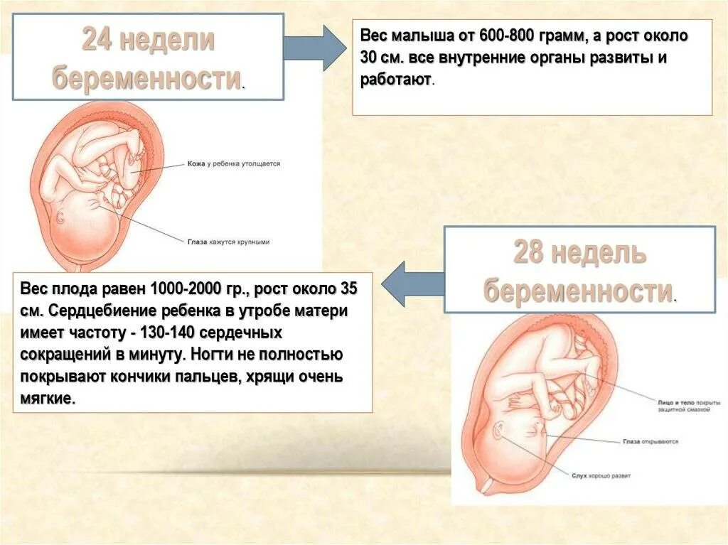 30 недель беременности сколько весит ребенок