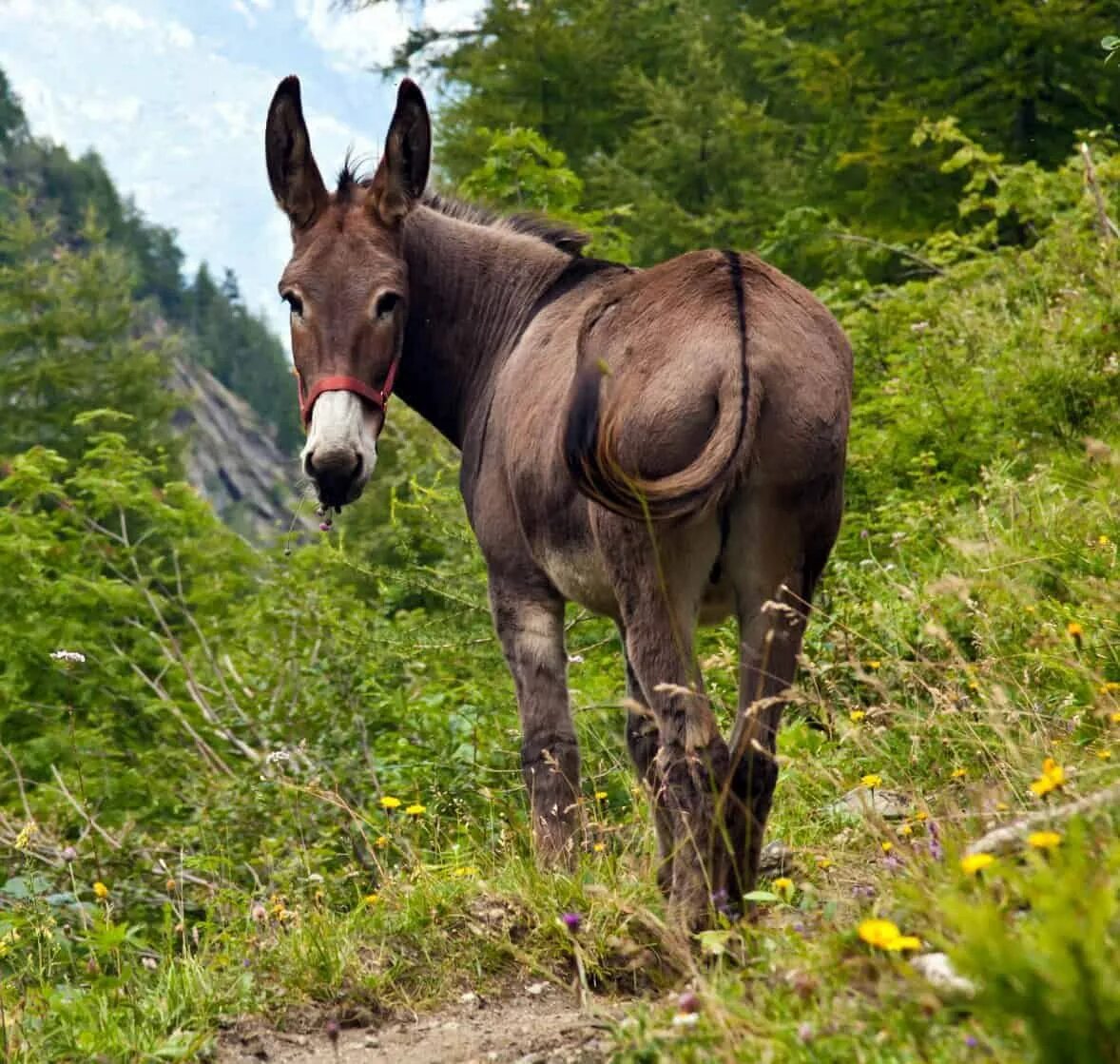 лошади и пони. лошак гибрид. коне осел. мул и лошак. коне осел.