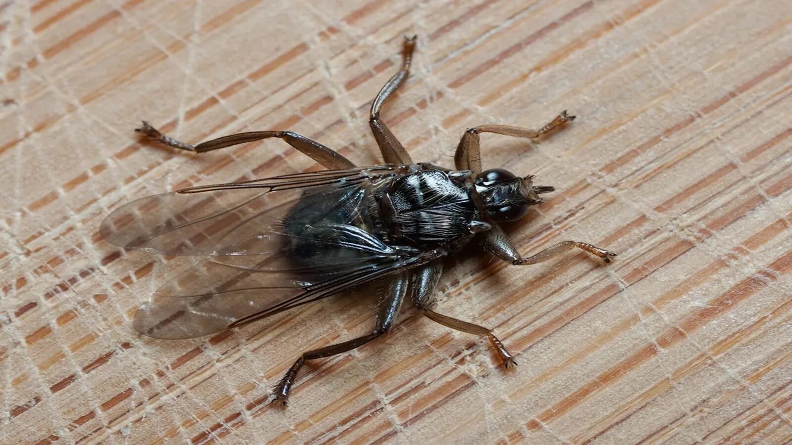 черное летающее насекомое. слепень кровосос. муха кровососка бескрылая. жук толстоножка. Bibio муха.