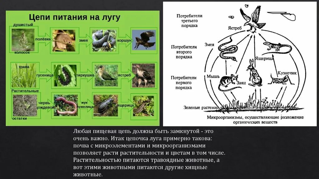 Клевер кролик волк черты сходства и различия. Пищевая цепочка сообщества Луга. 2-3 Пищевые цепи Луга. Пищевые Цепочки Луга Луга. Пищевая цепочка Луга 5 класс.