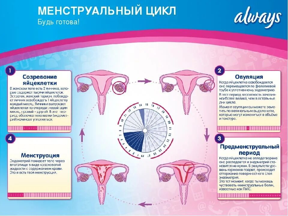 Почему болит яичник при овуляции