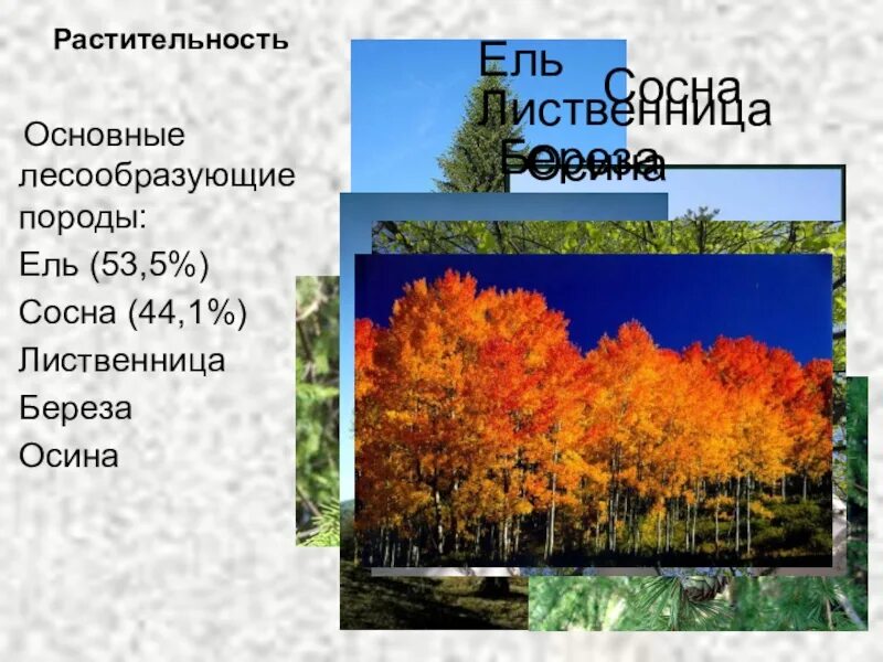 Лиственница и береза. Лесообразующие породы. Главные лесообразующие породы. Осина лесообразующая порода. Основные лесообразующие породы