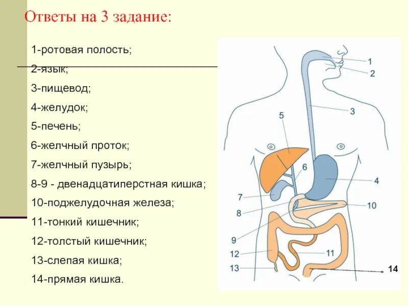 Глоток 6 букв. Пищевод желудок двенадцатиперстная кишка. Желчный пузырь пищевод желудок двенадцатиперстная кишка. Желчный пузырь и двенадцатиперстная кишка. Рисунок пищевод желудок двенадцатиперстная кишка.