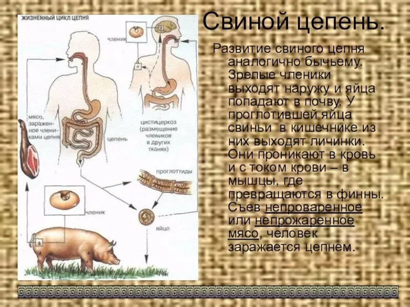 Какая стадия свиного цепня разовьется. Циклы развития паразитических червей свиной цепень. Цикл развития бычьего и свиного цепня. Циклы развития паразитических червей бычий цепень. Жизненный цикл свиного солитера схема.