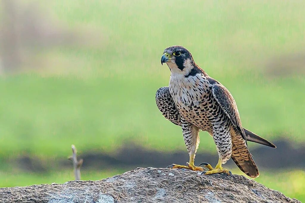 Сапсан Falco peregrinus. Сапсан – Falco peregrinus Tunstall, 1771. Сапсан самка. Сокол Сапсан фото. Fastest bird