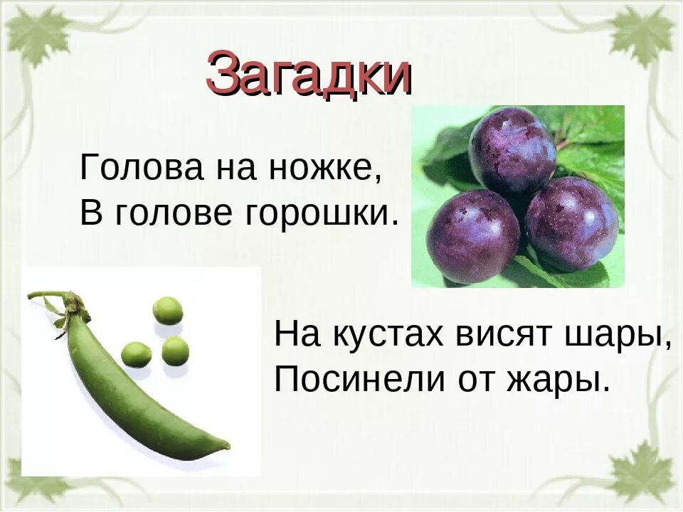 Затылок загадка. Слива загадка. Загадка о сливе. Слива загадка для детей. Стих слива.