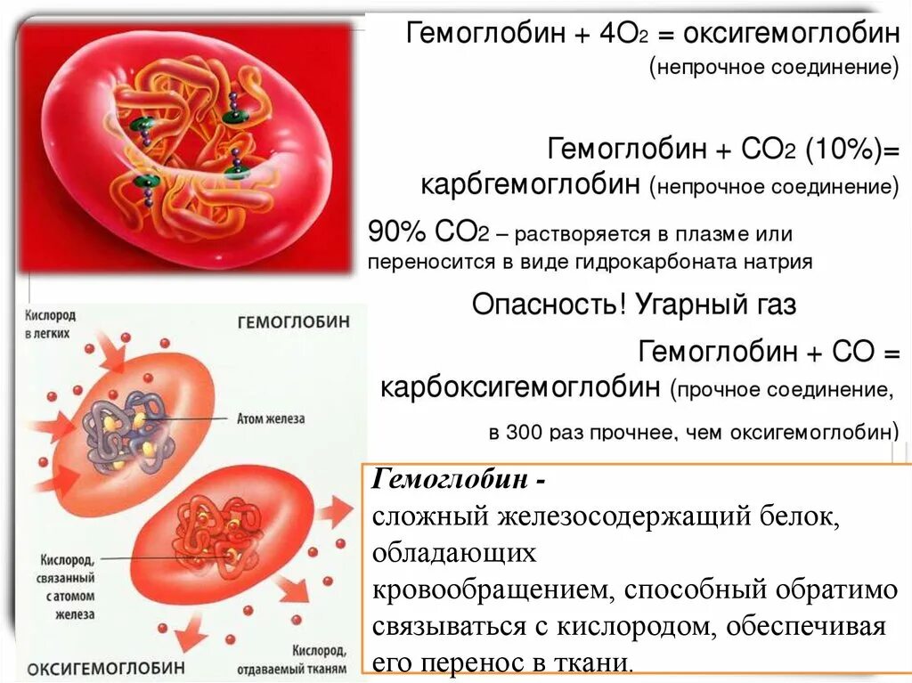 Функции гемоглобина в крови. Что такое гемоглобин у человека. Гемоглобин его функции в организме. Состав гемоглобина крови. Гемоглобин при язве