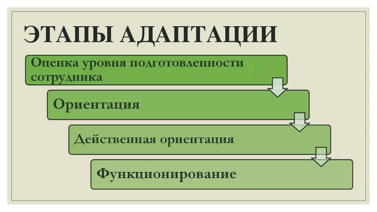 Адаптации современного человека. Этапы адаптации персонала. Этапы адаптации нового сотрудника. Этапы процесса адаптации персонала. Стадии адаптации персонала.