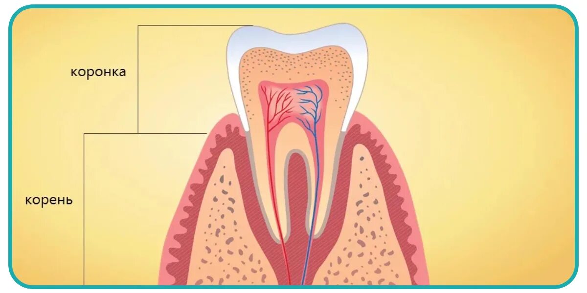 Анатомия зуба коронка шейка корень. Строение зуба корень шейка. Строение зуба коронка шейка корень. Строение зуба коронка шейка корень рисунок.