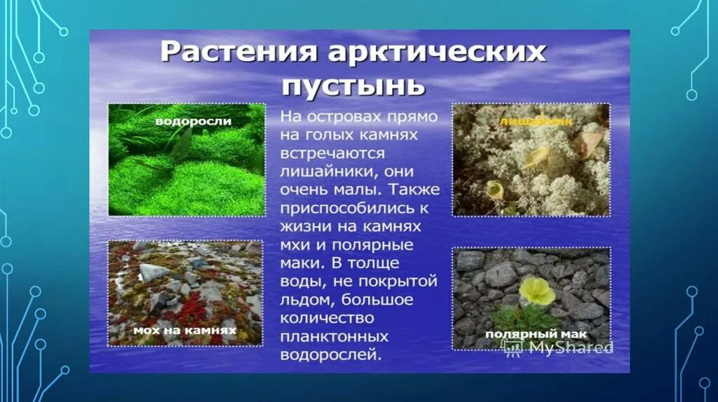 Выберите растения арктических пустынь. Водоросли в арктической пустыне. Растения арктических пустынь. Зона арктических пустынь водоросли. Растительность арктических и антарктических пустынь.