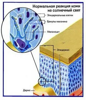 Клетки содержат пигмент меланин