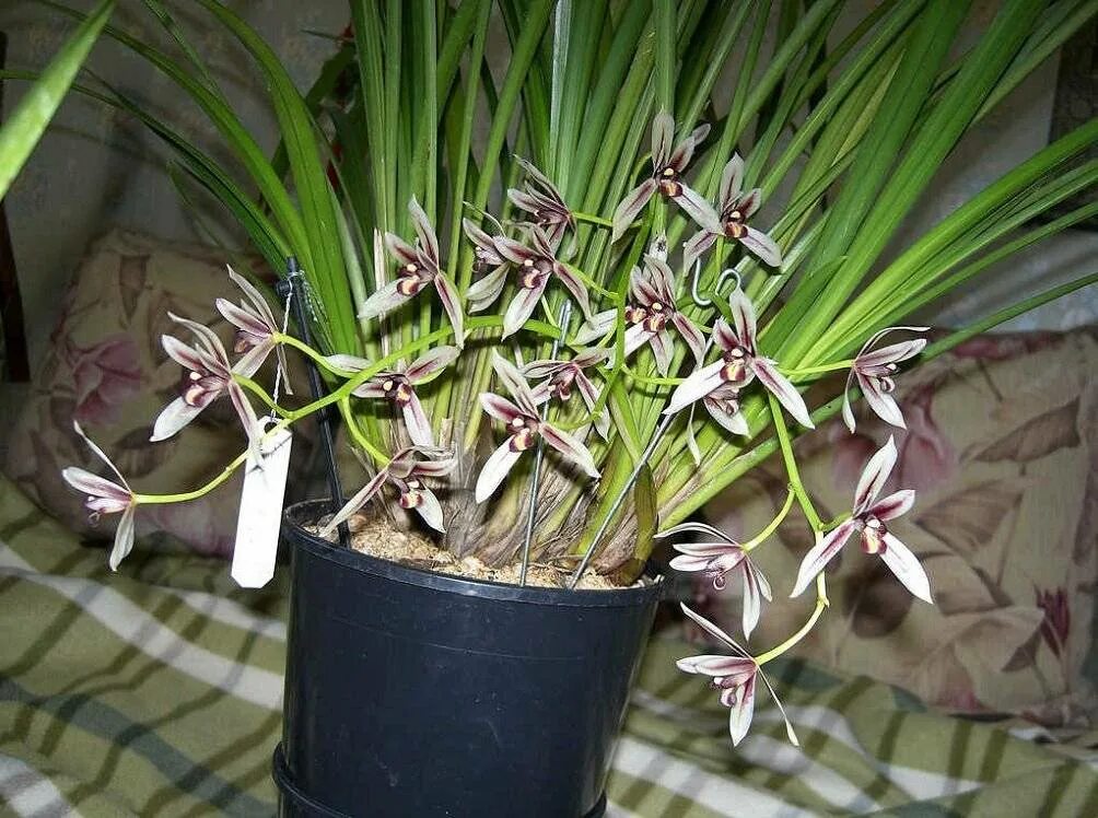 Cymbidium tracyanum. Цимбидиум Орхидея похожая. Цимбидиум рыжий. Вредители на цимбидиуме.